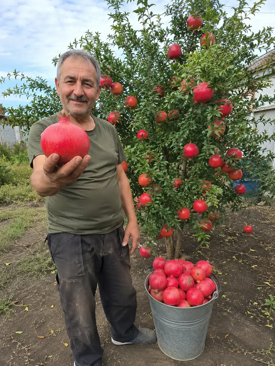 Фото від покупця: перший цвіт