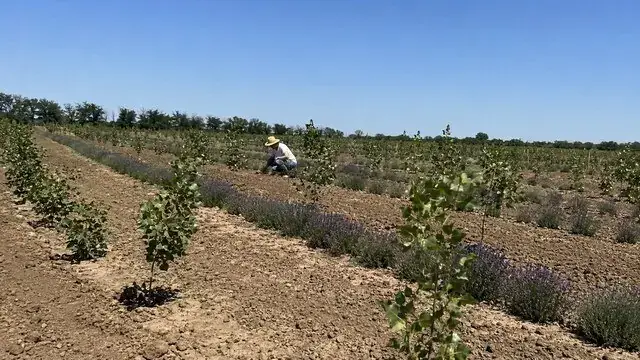 Регіони