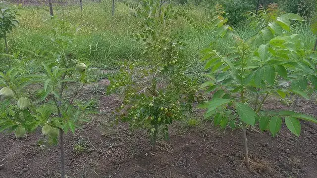 Плодові дерева