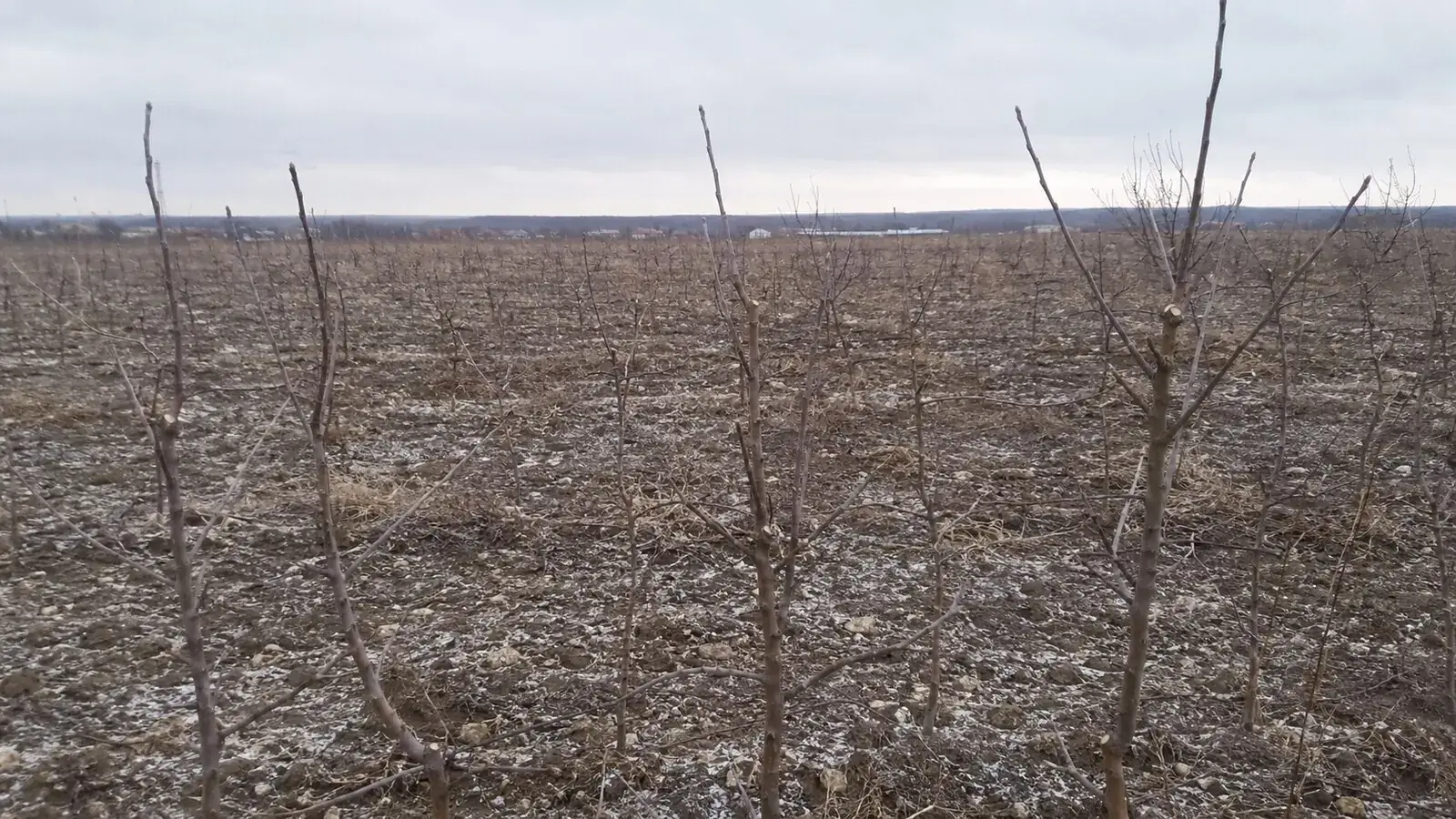 Фото: порожня ділянка з рядами сухих загиблих молодих дерев, похмурий зимовий день, без людей у кадрі