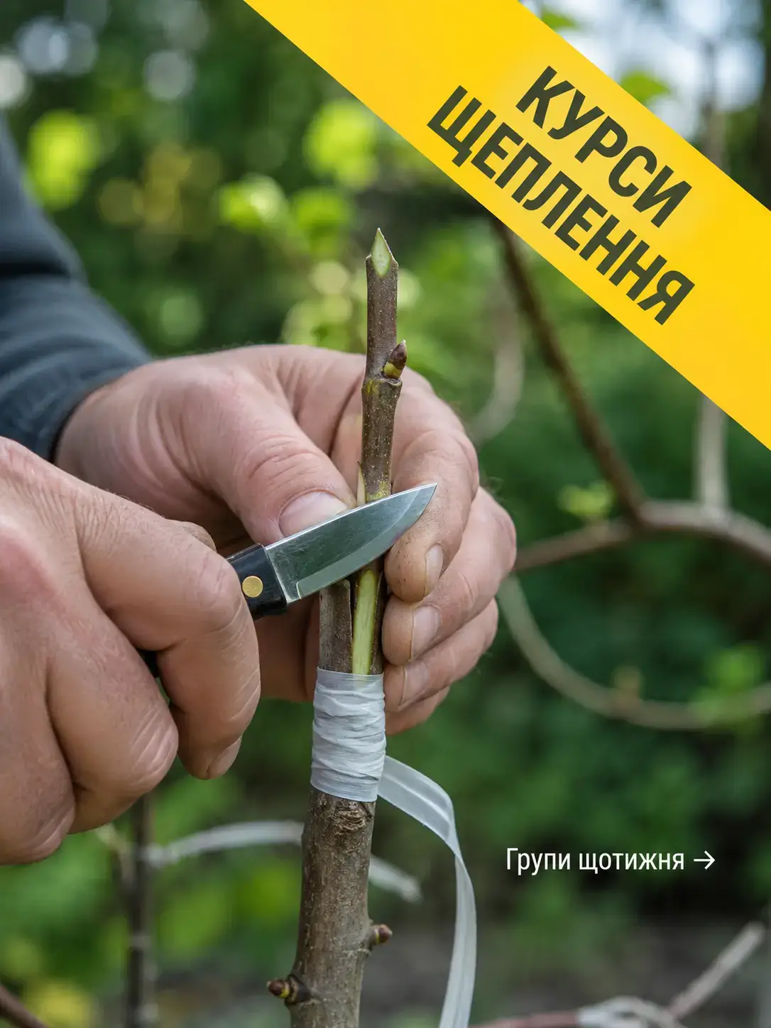 Фото: теплиці під ключ (реклама)
