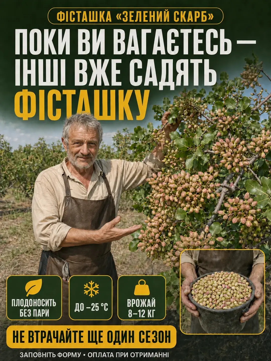 Саджанець фісташки «Зелений Скарб» у контейнері P9